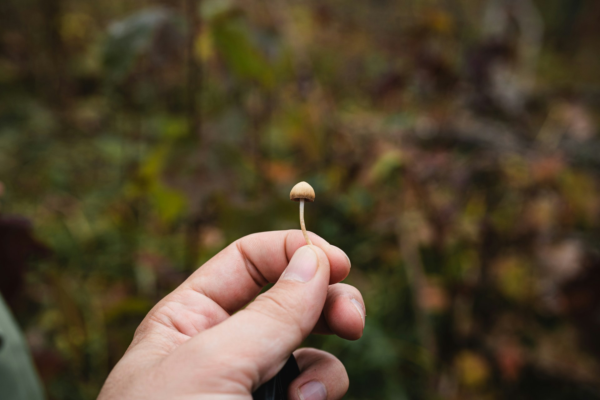 5 Best Practices for Safe Magic Mushroom Use